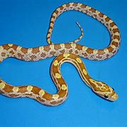 Image result for Gold Dust Corn Snake