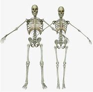 Image result for Male and Female Bone Identification