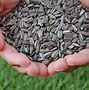 Image result for Flowers Seeds