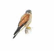 Image result for Kestrel