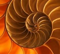 Image result for Fractal Real Life