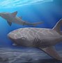 Image result for Prehistoric Deep Sea Shark