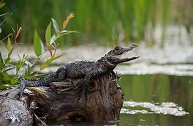 Image result for Amazon River Caiman