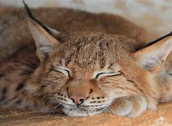 Image result for A Lynx Cat