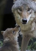 Image result for Alpha Wolf with Pups