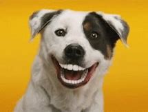 Image result for Dog Late GIF