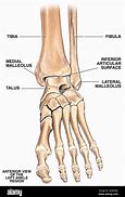 Image result for Tendons Near Lateral Malleolus