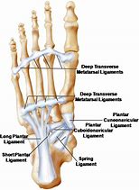 Image result for Intertarsal Articulations