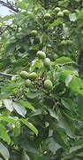 Image result for elocone nut tree