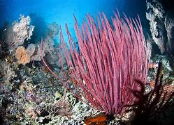 Image result for Sea Animals and Plants