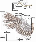 Image result for Wing Feather Anatomy