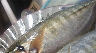 Image result for Ikan Termenung