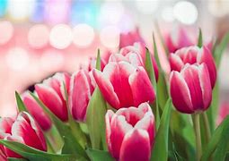 Image result for Spring Tulips