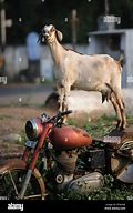 Image result for Goat On Motorcycle