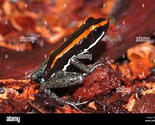 Image result for Orange and Black Poison Dart Frog