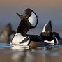 Image result for Standing Hooded Merganser