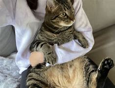 Image result for Cat On Lap Meme