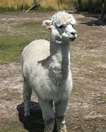 Image result for White Llama