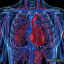 Image result for Circulatory System Veins