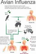 Image result for Avian Bird Flu Region