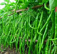 Image result for Chilli Farming