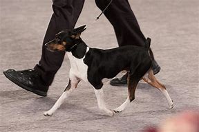 Image result for Rat Terrier AKC