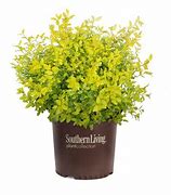 Image result for Bright Yellow Green Shrubs