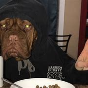 Image result for Mastiff Memes