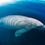 Image result for Dugongs Being Cute