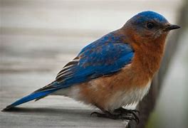 Image result for Small Michigan Birds