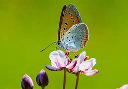 Image result for Butterflies Garden