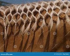 Image result for Braided Horse Mane