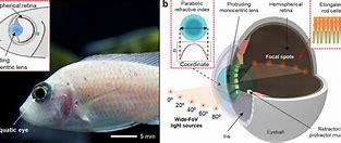 Image result for Prespective Eye Fish