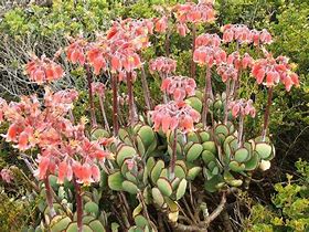 Image result for Cotyledon Species