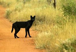 Image result for Red Serval Cat