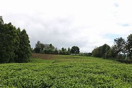 Image result for Coffe Farming in Kenya