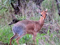 Image result for Damara Dik-Dik