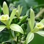 Image result for Vanilla Orchid South America