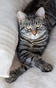 Image result for Black and Grey Tabby Cat