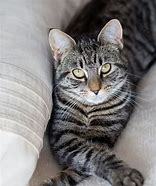 Image result for What Do Tabby Cats Look Like