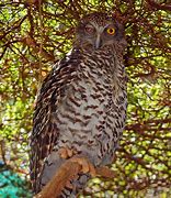 Image result for Powerful Owl Side of Wings