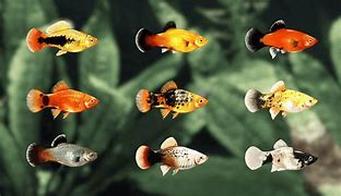 Image result for Freshwater Platy Fish