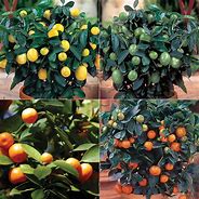 Image result for Citrus Tree Pupae