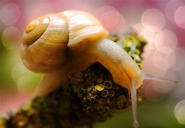 Image result for Snail Wallpaper Animated