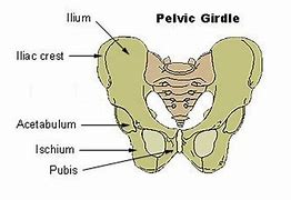 Image result for Skeletal System Pelvic Girdle