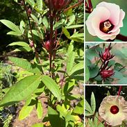 Image result for Roselle Plant