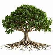 Image result for Tree Roots PNG