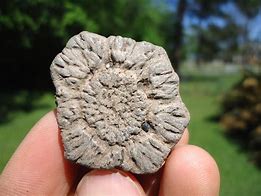 Image result for Glyptodon Scutes