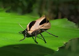 Image result for Creatonotos Gangis Moth