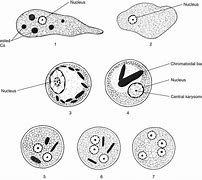 Image result for Intestinal Protozoa